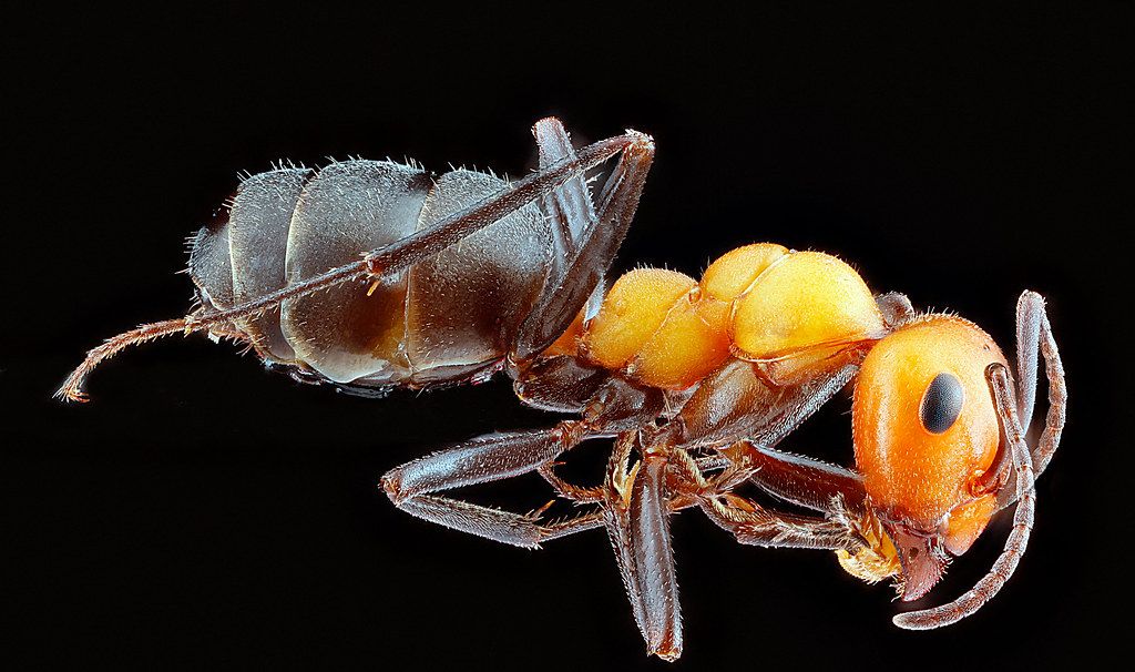 Ant Control service in New Bedford, MA
