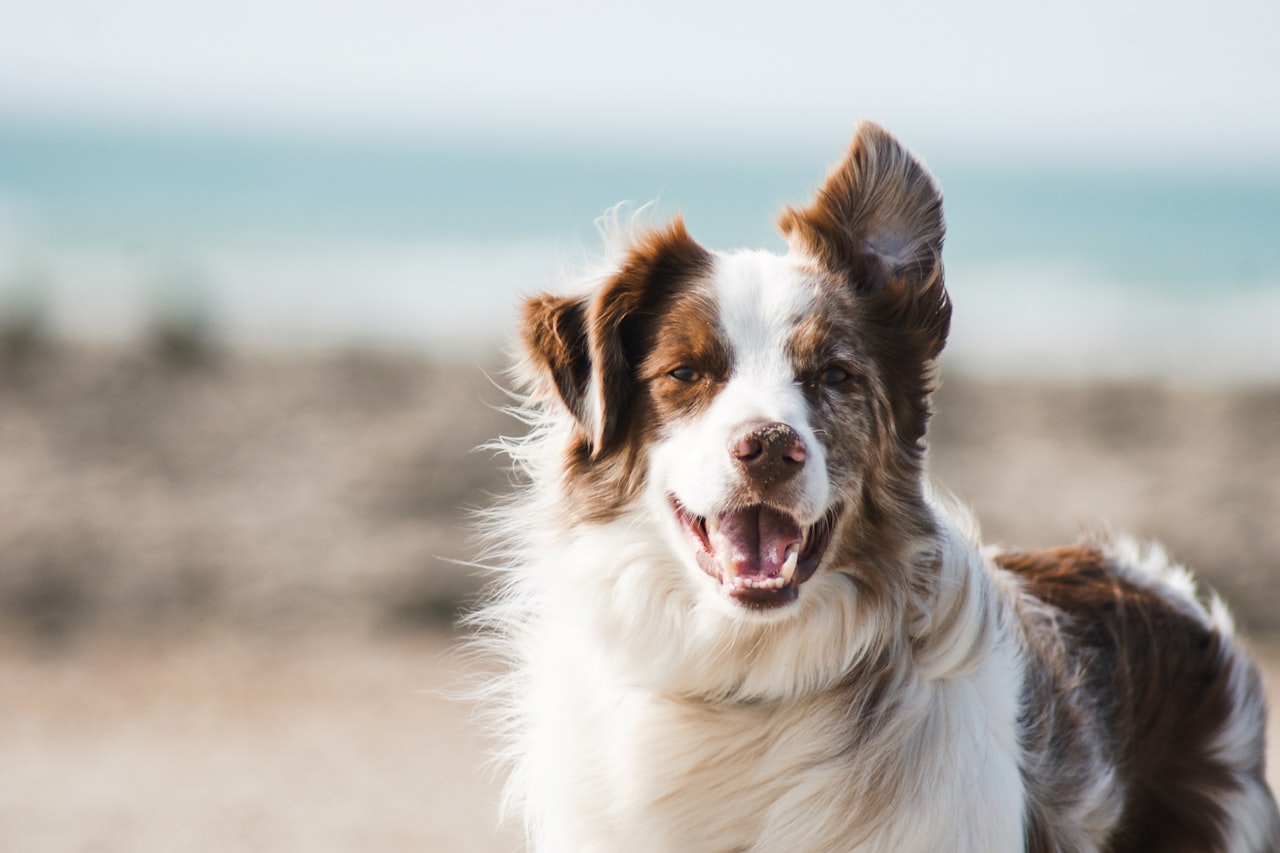 Flea & Tick Control service in New Bedford, MA