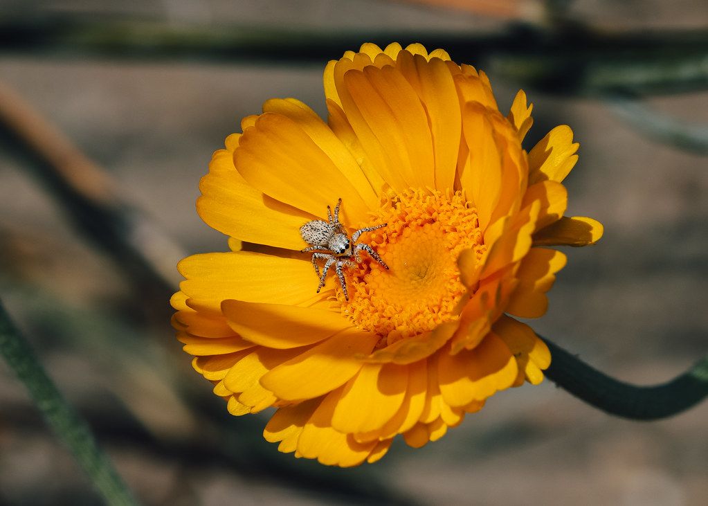 Spider Control service in New Bedford, MA